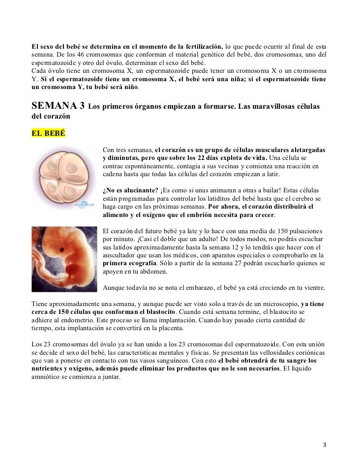 A Las Cuantas Semanas Empieza A Latir El Corazon De Un Bebe - Kumpulan - A Las Cuantas Semanas Se Empieza A Mover El Bebe