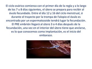 El ciclo ovárico comienza con el primer día de la regla y a lo largo
de los 7 u 8 días siguientes, el útero se prepara para recibir al
óvulo fecundado. Entre el día 12 y 16 del ciclo menstrual, si
durante el trayecto por la trompa de Falopio el óvulo es
encontrado por un espermatozoide tendrá lugar la fecundación.
El PRE embrión llegará al útero 3 o 4 días después de la
fecundación, una vez en el interior del útero tiene que anclarse,
es lo que conocemos como implantación, es el inicio del
embarazo.
 