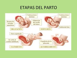 ETAPAS DEL PARTO
 