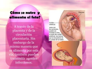 Cómo se nutre y
alimenta el feto?
A través de la
placenta y de la
circulación
placentaria. Sin
embargo de la
misma manera que
se alimenta por esta
vía, también pueden
transmitir agentes
infecciosos.
 