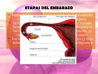 ETAPAS DEL EMBARAZO
• Fecundación: el embarazo se inicia con la fecundación
y finaliza, en condiciones normales, con el parto.
• La vida del ovulo como del espermatozoide es limitada.
De tal manera que el ovulo debe ser fecundado antes de
las 12 horas que siguen el momento de la ovulación, ya
que luego de ese tiempo, pierde vitalidad y muere.
• Los espermatozoides aun tienen una vida mayor (3 días)
deben alcanzar a los óvulos al comienzo de su trayecto a
la trompa de Falopio.
 