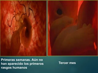 Primeras semanas. Aún no
han aparecido los primeros
rasgos humanos
Tercer mes
 