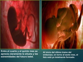 Entre el cuarto y el quinto mes se
aprecia claramente la silueta y las
extremidades del futuro bebé.
Al inicio del último tramo del
embarazo, en torno al sexto mes, el
feto está ya totalmente formado.
 