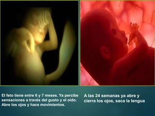 El feto tiene entre 6 y 7 meses. Ya percibe
sensaciones a través del gusto y el oído.
Abre los ojos y hace movimientos.
A las 24 semanas ya abre y
cierra los ojos, saca la lengua
 