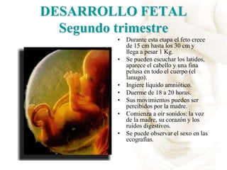 DESARROLLO FETAL
Segundo trimestre
• Durante esta etapa el feto crece
de 15 cm hasta los 30 cm y
llega a pesar 1 Kg.
• Se pueden escuchar los latidos,
aparece el cabello y una fina
pelusa en todo el cuerpo (el
lanugo).
• Ingiere líquido amniótico.
• Duerme de 18 a 20 horas.
• Sus movimientos pueden ser
percibidos por la madre.
• Comienza a oír sonidos: la voz
de la madre, su corazón y los
ruidos digestivos.
• Se puede observar el sexo en las
ecografías.
 