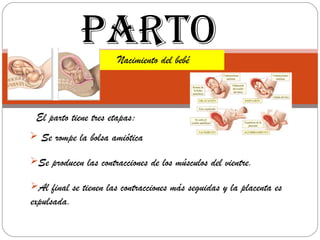 PARTO     Nacimiento del bebé



 El parto tiene tres etapas:
 Se rompe la bolsa amiótica

Se producen las contracciones de los músculos del vientre.

Al final se tienen las contracciones más seguidas y la placenta es
expulsada.
 