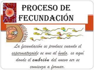 PROCESO DE
   FECUNDACIÓN


 La fecundación se produce cuando el
espermatozoide se une al óvulo, es aquí
  donde el embrión del nuevo ser se
         comienza a formar.
 