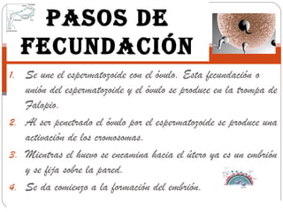 PASOS DE
  FECUNDACIÓN
1. Se une el espermatozoide con el óvulo. Esta fecundación o
   unión del espermatozoide y el óvulo se produce en la trompa de
   Falopio.
2. Al ser penetrado el óvulo por el espermatozoide se produce una
   activación de los cromosomas.
3. Mientras el huevo se encamina hacia el útero ya es un embrión
   y se fija sobre la pared.
4. Se da comienzo a la formación del embrión.
 