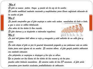 Mes 4
El feto se mueve, patea, traga, y puede oír la voz de la madre.
El cordón umbilical continúa creciendo y ampliándose para llevar suficiente alimento de
la madre al feto
Mes 5
Se puede comprobar que el feto empieza a estar más activo, moviéndose de lado a lado,
y que a veces se voltea totalmente.
Las uñas de los dedos le han crecido.
El feto duerme y se despierta a intervalos regulares.
Mes 6
La piel del futuro bebé ahora es roja y arrugada y está cubierta de un vello fino y
suave.
En esta etapa el feto es por lo general demasiado pequeño y sus pulmones aún no están
listos para vivir afuera de su madre. Si naciera ahora, el feto quizás podría sobrevivir
con cuidado intensivo.
Los párpados se empiezan a despegar y los ojos se abren.
Ya se pueden ver las líneas de los dedos de las manos y de los pies.
pueden estar todavía inmaduros. Si naciera antes de las 37 semanas, el feto sería
prematuro pero tendría excelentes probabilidades de sobrevivir.
 