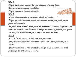 Mes 7
El feto puede abrir y cerrar los ojos, chuparse el dedo y llorar.
Hace ejercicio pateando y estirándose.
El feto responde a la luz y al sonido.
Mes 8
A esta altura continúa el crecimiento rápido del cerebro.
El feto ya está demasiado grande para moverse mucho pero puede patear
fuerte y darse vuelta.
Se puede notar a través de la pared del abdomen de la madre la forma de un
codo o de un talón. Los huesos de la cabeza son suaves y flexibles para que le
sea más fácil al bebé pasar por la vagina (el canal del parto).
Mes 9
A las 38 ó 40 semanas el bebe esta listo para nacer.
Los pulmones del bebé han madurado y están listos para funcionar por su
cuenta.
El bebé usualmente se baja colocándose cabeza abajo y descansando en la
parte baja del abdomen de la madre.
 
