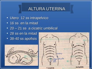 ALTURA UTERINA
●
    Utero 12 ss intrapelvico
●
    16 ss en la mitad
●
    20 – 21 ss a cicatriz umbilical
●
    28 ss en la mitad
●
    38-40 ss apofisis
 