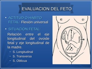 EVALUACION DEL FETO
●
    ACTITUD O HÁBITO
    FETAL: Flexión universal
●
     SITUACIÓN FETAL:
    Relación entre el eje
    longitudinal del ovoide
    fetal y eje longitudinal de
    la madre.
     –   S. Longitudinal
     –   S. Transversa
     –   S. Oblicua
 