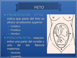 FETO
●
    PRESENTACION FETAL:
    indica que parte del feto se
    ofrece al estrecho superior
    –   Cefálica
    –   Podálica
    –   Hombro
●
    POSICIÓN FETAL: relación
    entre una parte del ovoide y
    uno     de    los    flancos
    maternos
    –   Derecha
    –   Izquierda
 