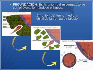 ●
    FECUNDACIÓN: Es la unión del espermatozoide
    con el óvulo, formándose el huevo.

                 En unión del tercio medio y
                 distal de la trompa de falopio.
 