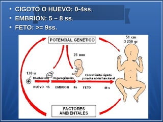 ●
    CIGOTO O HUEVO: 0-4ss.
●
    EMBRION: 5 – 8 ss.
●
    FETO: >= 9ss.
 