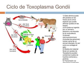 Ciclo de Toxoplasma Gondii
1) Gato elimina quiste
del parásito en las
heces (es la única
especie que puede
eliminar quistes en las
heces).
2) El quiste es ingerido
por un animal o
persona y se enquista
en la musculatura.
3) Animal
carnívoro/omnívoro
(incluidas las personas)
comen carne de un
animal infectado. Es así
como se contagia el
gato.
4) Restos de material
fecal con quistes de
Toxoplasma pueden
contaminar suelos de
huertos (verduras) y
jardines.
5) Transmisión vía
 