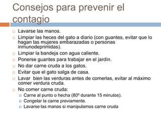 Consejos para prevenir el
contagio
 Lavarse las manos.
 Limpiar las heces del gato a diario (con guantes, evitar que lo
hagan las mujeres embarazadas o personas
inmunodeprimidas).
 Limpiar la bandeja con agua caliente.
 Ponerse guantes para trabajar en el jardín.
 No dar carne cruda a los gatos.
 Evitar que el gato salga de casa.
 Lavar bien las verduras antes de comerlas, evitar al máximo
comer verdura cruda.
 No comer carne cruda:
 Carne al punto o hecha (80º durante 15 minutos).
 Congelar la carne previamente.
 Lavarse las manos si manipulamos carne cruda
 