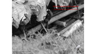 Vinimos al mundo a sufrir y aguantar.
Letanía azteca para el nacimiento de un niño.
Niños Emberá Catio. Adiós al río Sinú. 1994
Foto: Alberto Piedra
 