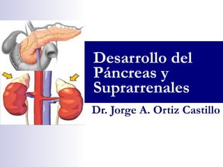 Dr. Jorge A. Ortiz Castillo
Desarrollo del
Páncreas y
Suprarrenales
 