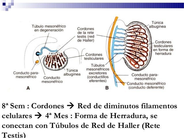 Embio ap rep masculino jaoc