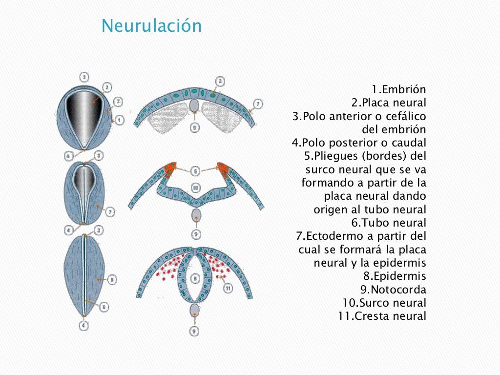 embiologia-formacion-del-tubo-neural