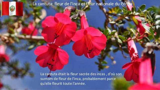 quelle est la fleur nationale de angleterre