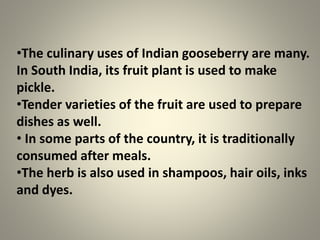 •The culinary uses of Indian gooseberry are many.
In South India, its fruit plant is used to make
pickle.
•Tender varieties of the fruit are used to prepare
dishes as well.
• In some parts of the country, it is traditionally
consumed after meals.
•The herb is also used in shampoos, hair oils, inks
and dyes.
 