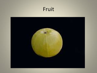 Fruit
 