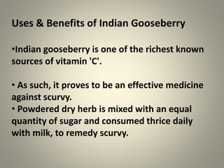 Uses & Benefits of Indian Gooseberry
•Indian gooseberry is one of the richest known
sources of vitamin 'C'.
• As such, it proves to be an effective medicine
against scurvy.
• Powdered dry herb is mixed with an equal
quantity of sugar and consumed thrice daily
with milk, to remedy scurvy.
 