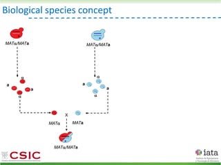 MAT
X
MAT/MATa
MATa
Biological species concept
MAT/MATa


a
MAT/MATa
a


a
a
 