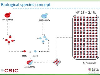 MAT
X
MAT/MATa
MATa


a
a
x x x x
x x x x
x x x x
x x x x
x x x x
x x x
x x x x
x x x x
x x x x
x x x x
x x x x
x x x x
x x x
x x x x
x x x x
x x x x
x x x x
x x x
x x x x
x x x x
x x x x
x x x x
x x x
x x x x
x x x x
x x x x
x x x x
x x x x
x x x x
x x x x
x x x x
x x x x
x: No growth
4/128 = 3.1%
Biological species concept
MAT/MATa


a
MAT/MATa
a


a
a
 