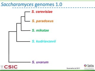 Saccharomyces genomes 1.0
S. paradoxus
S. mikatae
S. kudriavzevii
S. uvarum
S. cerevisiae
Scannell et al 2011
 