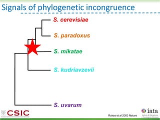 Signals of phylogenetic incongruence
S. paradoxus
S. mikatae
S. kudriavzevii
S. uvarum
S. cerevisiae
Rokas et al 2003 Nature
 