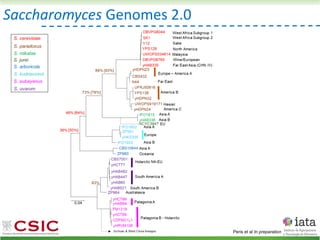 Saccharomyces Genomes 2.0
Peris et al In preparation
 