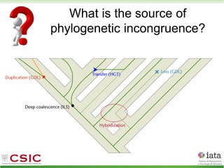 What is the source of
phylogenetic incongruence?
 