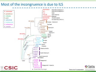 Most of the incongruence is due to ILS
Peris et al In preparation
 