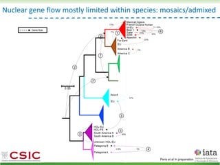 Nuclear gene flow mostly limited within species: mosaics/admixed
Gene flow
Peris et al In preparation
 