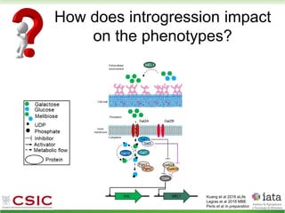 Kuang et al 2016 eLife
Legras et al 2018 MBE
Peris et al In preparation
How does introgression impact
on the phenotypes?
 