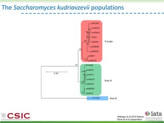 The Saccharomyces kudriavzevii populations
Hittinger et al 2010 Nature
Peris et al In preparation
 