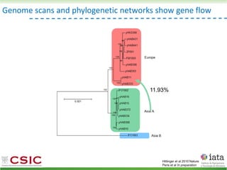 Genome scans and phylogenetic networks show gene flow
Hittinger et al 2010 Nature
Peris et al In preparation
11.93%
 