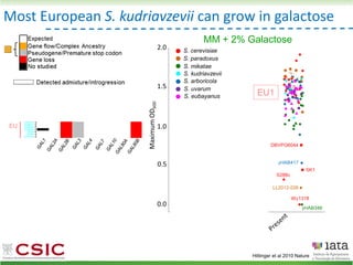 Most European S. kudriavzevii can grow in galactose
EU1
Hittinger et al 2010 Nature
MM + 2% Galactose
S. cerevisiae
S. paradoxus
S. mikatae
S. kudriavzevii
S. arboricola
S. uvarum
S. eubayanus
 