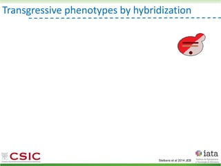 Transgressive phenotypes by hybridization
Stelkens et al 2014 JEB
 