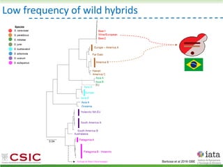 Low frequency of wild hybrids
Barbosa et al 2016 GBE
S. cerevisiae
S. paradoxus
S. mikatae
S. jurei
S. kudriavzevii
S. arboricola
S. uvarum
S. eubayanus
Species
 