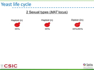 Yeast life cycle
MAT MATa MAT/MATa
Haploid (n) Haploid (n) Diploid (2n)
2 Sexual types (MAT locus)
 