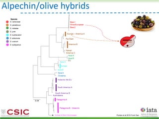 S. cerevisiae
S. paradoxus
S. mikatae
S. jurei
S. kudriavzevii
S. arboricola
S. uvarum
S. eubayanus
Species
Alpechin/olive hybrids
Pontes et al 2019 Front Gen
 