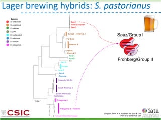 S. cerevisiae
S. paradoxus
S. mikatae
S. jurei
S. kudriavzevii
S. arboricola
S. uvarum
S. eubayanus
Species
Lager brewing hybrids: S. pastorianus
Langdon, Peris et al Accepted Nat Ecol & Evol
Peris et al 2016 PloS Gen
Saaz/Group I
Frohberg/Group II
 