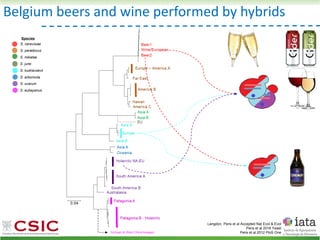 S. cerevisiae
S. paradoxus
S. mikatae
S. jurei
S. kudriavzevii
S. arboricola
S. uvarum
S. eubayanus
Species
Belgium beers and wine performed by hybrids
Langdon, Peris et al Accepted Nat Ecol & Evol
Peris et al 2018 Yeast
Peris et al 2012 PloS One
 