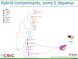 S. cerevisiae
S. paradoxus
S. mikatae
S. jurei
S. kudriavzevii
S. arboricola
S. uvarum
S. eubayanus
Species
Hybrid contaminants, some S. bayanus
Langdon, Peris et al Accepted Nat Ecol & Evol
 
