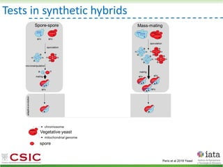Tests in synthetic hybrids
Peris et al 2018 Yeast
 