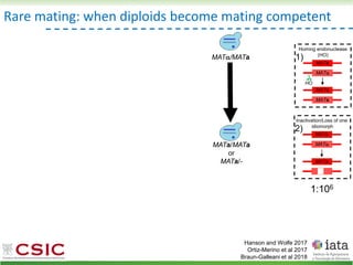 Rare mating: when diploids become mating competent
Hanson and Wolfe 2017
Ortiz-Merino et al 2017
Braun-Galleani et al 2018
Homing endonuclease
(HO)
MATa
MAT
HO
MATa
MATa
1)
MATa/MATa
or
MAT/MATa
Inactivation/Loss of one
idiomorph
MATa
MAT
MATa
2)
MATa/-
1:106
 